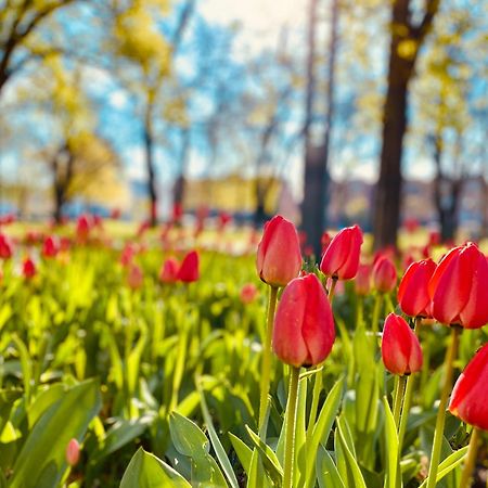 Schoene Aussichten Mitten In Berlin - Il Sole Eksteriør billede
