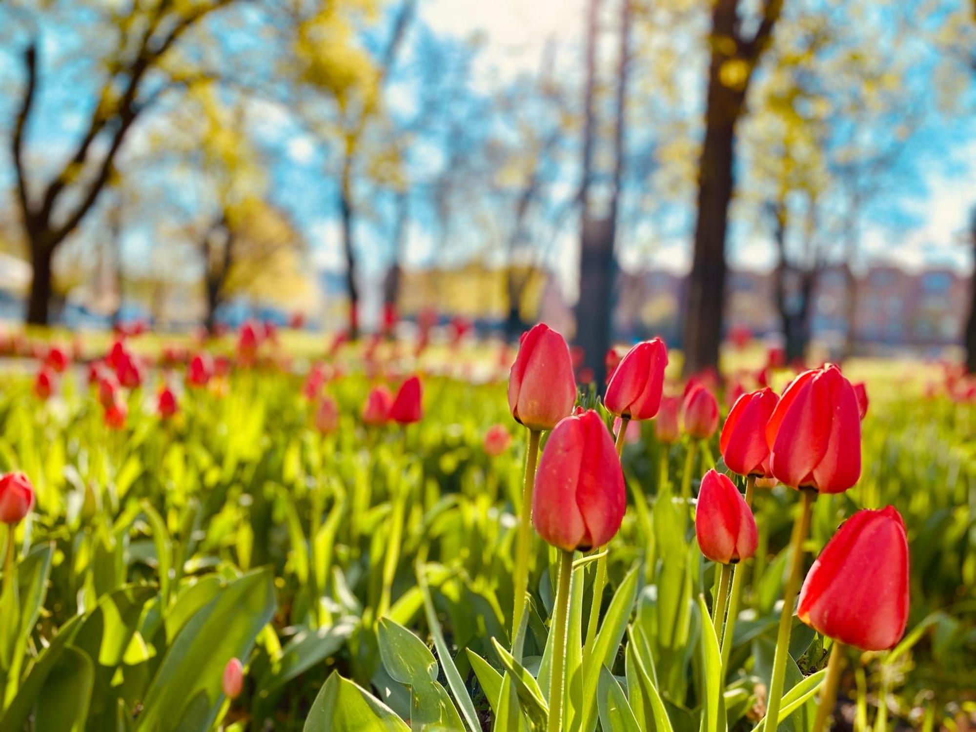 Schoene Aussichten Mitten In Berlin - Il Sole Eksteriør billede